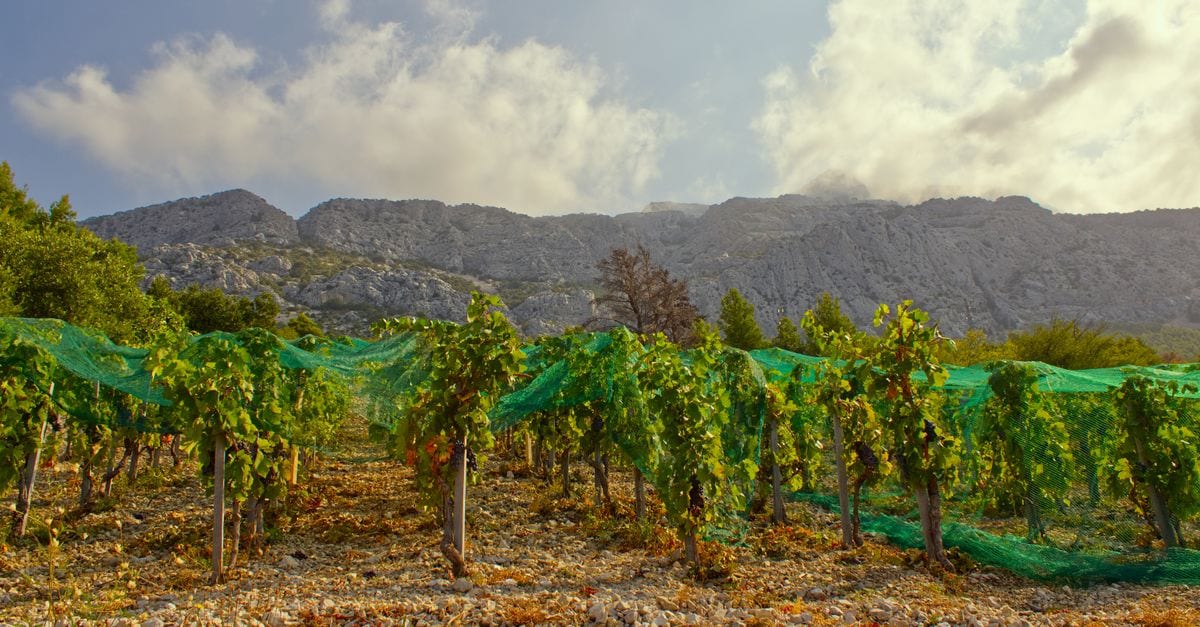 Istrian wine poured beside a vineyard