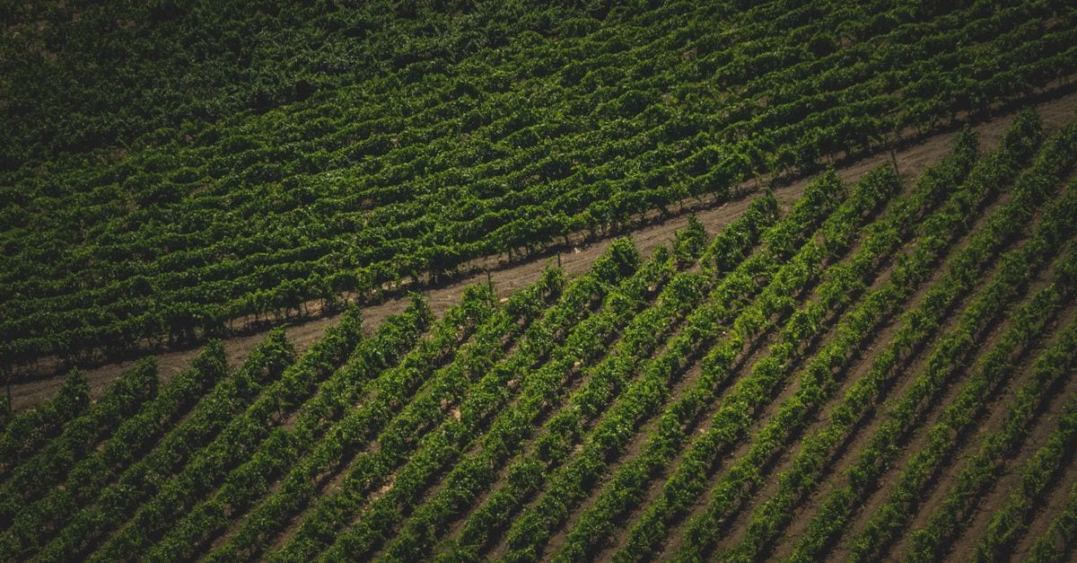 Istria Wine & Olive Oil Tour from Pula